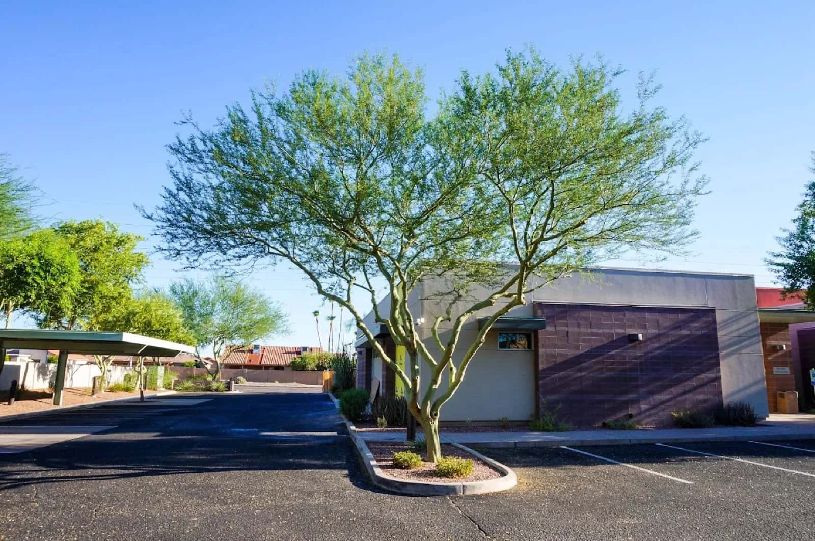 Manicured Sonoran-desert landscaping at a NexGen-maintained commercial property in the Phoenix Metro